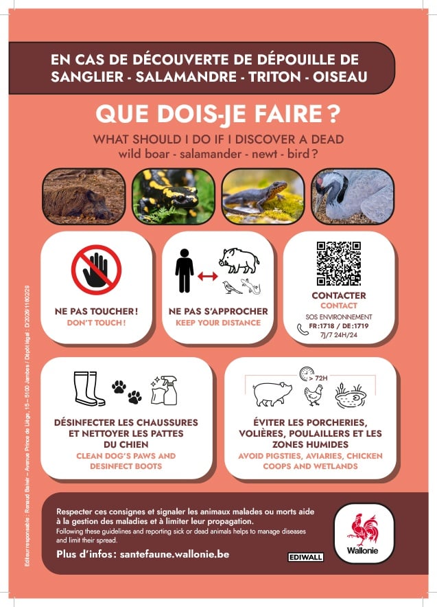 grippe aviaire affiche