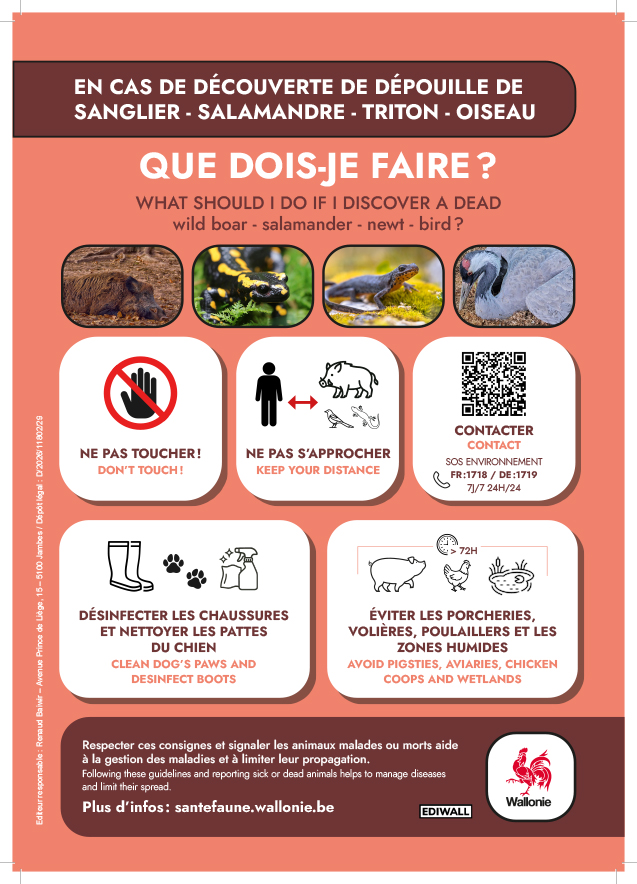 grippe aviaire affiche