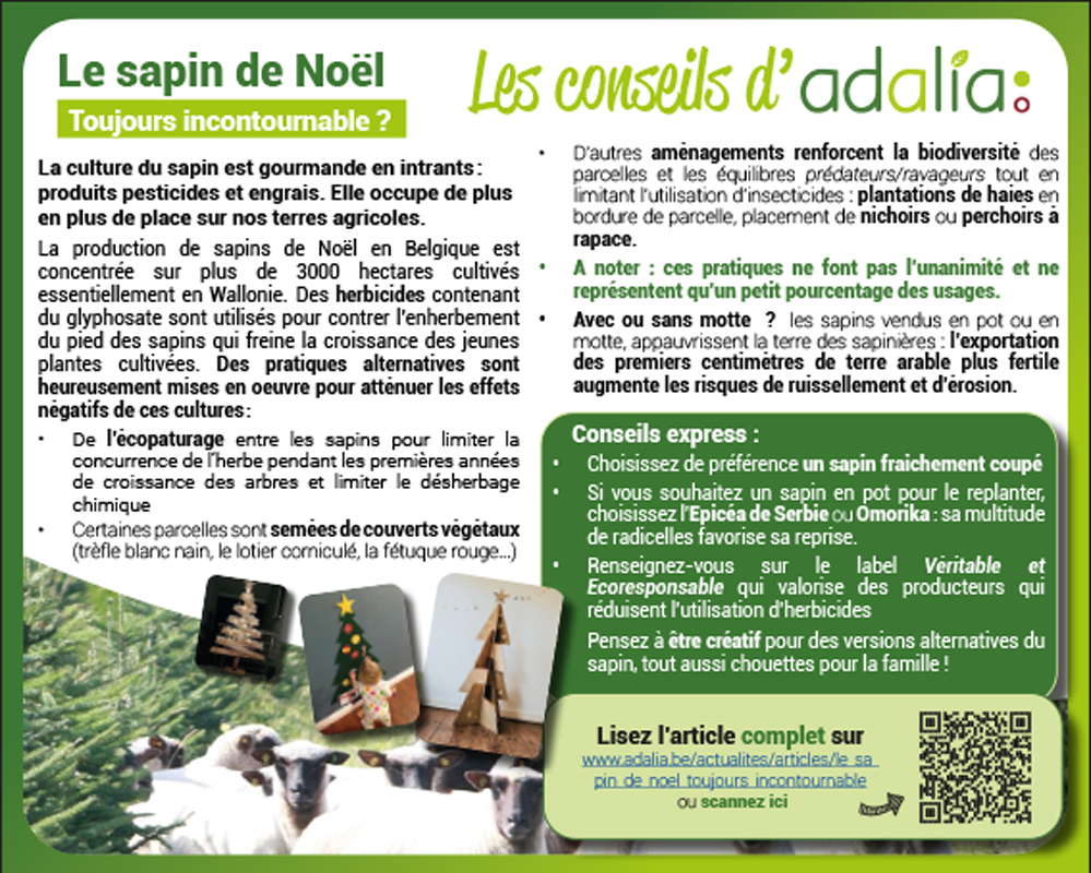 EncartBC grand sapins