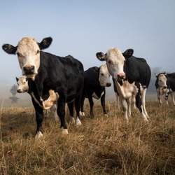 Avis aux agriculteurs de la commune de Florenville